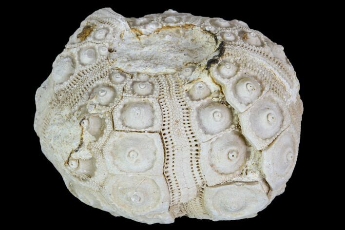 Fossil Sea Urchin (Drocidaris) - Morocco #104494